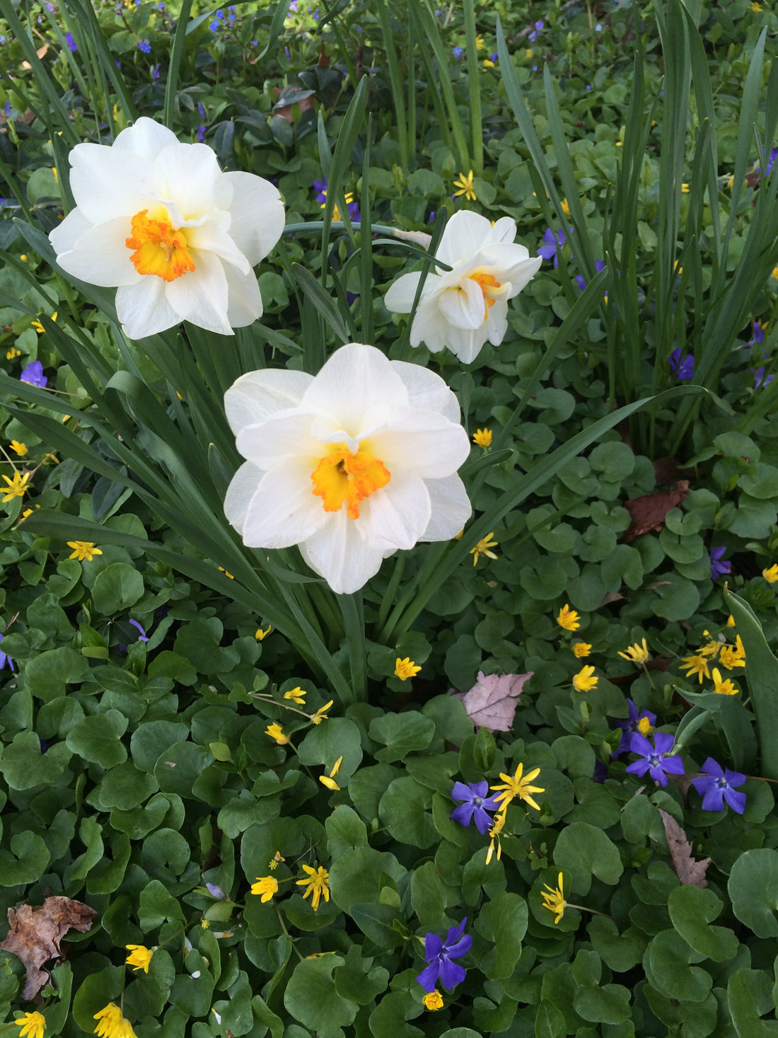 Yay! Spring has Arrived! – Kim Dettmer Art